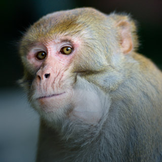 macaque