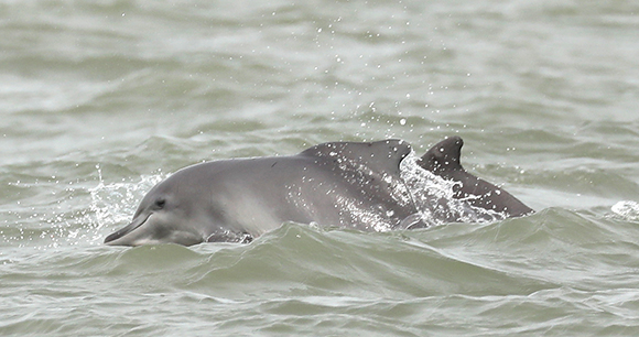 Two Atlantic Humpback Dolphins swimming in ocean. Photo Credit: Tilen Genov, CCAHD Two Atlantic Humpback Dolphins swimming in ocean