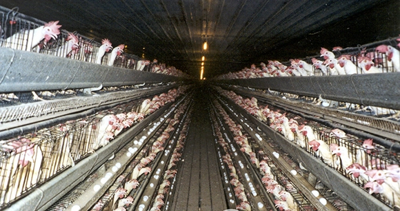 photo by Farm Sanctuary industrial egg laying farm with hens in cages